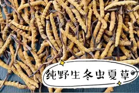 人工虫草和野生虫草还有果洛虫草的区别图片