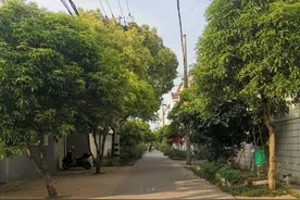 等深线：上海富商密春雷“秘史”图片