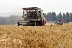 有些专家说“种粮食不如进口粮食”，农民不种粮，依赖进口行吗？图片