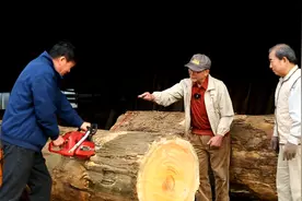 日本低价买走中国300年名贵榧木，东北老爷子砸千万也要买回来图片