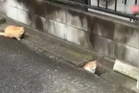 你追我跑！两只猫在排水沟上演真实版躲猫猫，玩的不亦乐乎视频封面