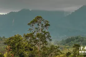 马未都：群居不倚，独立不惧图片