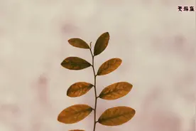 既会气人，也会哄人，让人又恨又爱的三大星座图片