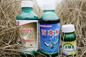 河南驻马店13岁女孩喝下百草枯，肺部纤维化加重！医院称她十分痛苦，无特效解药，只能进行保守治疗图片