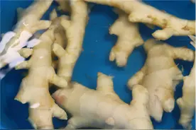 奶奶吃了50年的腌生姜秘制方法，传男不传女，存放越久越好吃图片