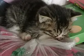 我家猫咪成长故事，养猫心得分享——用心给猫咪做一顿美食图片