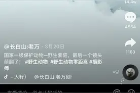 国宝级萌宠都有啥？抖音“花甲”摄影师带你到长白山寻找答案图片