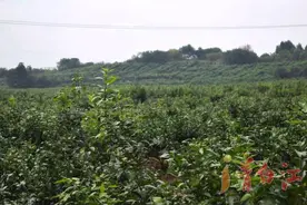 甜似蜜，藏在青白江小村里的千亩柑橘熟啦！赶紧来采摘吧！图片