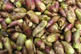 秦岭山区人们叫“乌龙头”的野菜，是一种什么样的植物？图片