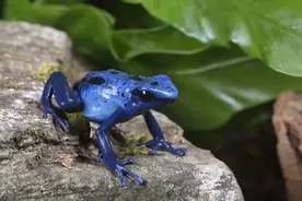 为什么蓝色生物很不常见？科学家：蓝色是自然界中最稀有的颜色图片