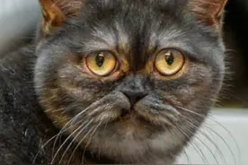 猫咪天生臭脸无人要，网友亲自去看，竟与发布的照片差太多…图片