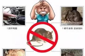 养殖场老鼠这么多，是不是很头疼？灭鼠高手告诉你怎么做图片