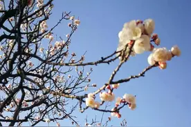 「春天里的陕西」虎头山下杏花开图片