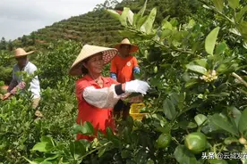 云城区联强村：种下柠檬树 迎得幸福来图片