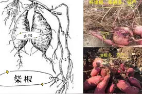 红薯种植管理不当，易多长纤维根、柴根，保块根提产量得做到这些图片