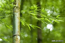 有什么方法可以让竹子自然连根死掉呢？图片