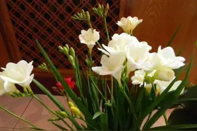 香雪兰要开花了，提前喂点“药”，不仅预防倒伏，还能提早开花图片