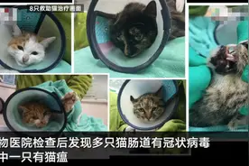 湖南永州杀猫续：8只被解救活猫均查出猫瘟等病 23只被临时安置等候领养图片