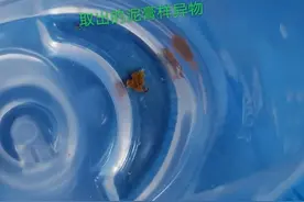 西安3月龄小宝宝被喂食药丸，呛入气道引发肺气肿，严重或危及生命图片