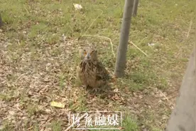 猛禽闯进洛阳一市民家鸽笼 伤完鸽子被困成“笼中鸟”图片