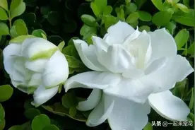 栀子花黄叶掉花苞？教你一招，依旧能开出层叠花朵图片