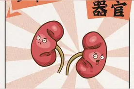 肾脏，一个争强好胜的器官……图片