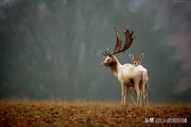 12个冷知识：不仅有趣，还能增加你的奇怪知识图片