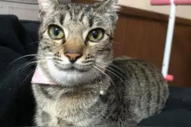 猫咪招惹蜜蜂被蜇，主人发照片给老公，他超气：吃饱没事给猫P图图片