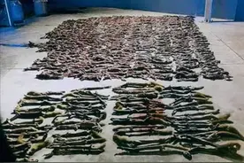 600多只黄鼠狼被捕杀，为保护动物，3名被告人被罚近50万并坐牢图片