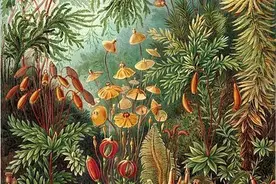 「地球生物全系列——植物篇」植物界—藓类植物门（上）图片