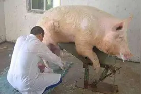 最新猪场采精，精液稀释，母猪发情鉴定，授精技术讲解图片