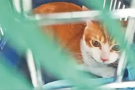 宠物托运“猫腻”多！记者暗访发现：部分商家涉嫌伪造证件、缺乏资质、交易全程没有合同或协议图片
