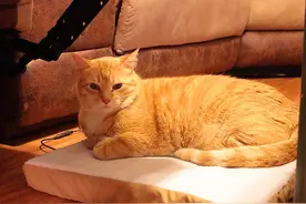 猫咪睡16小时是正常生活现象？其实嗜睡背后已患胰腺炎图片