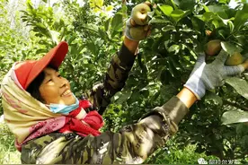 早熟“恐龙蛋”抢鲜上市图片