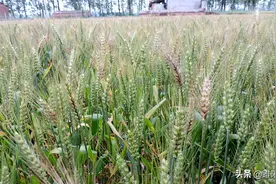 小麦赤霉病进入危害盛期，记住这两点，才能达到理想的防治效果图片
