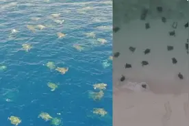 世界上最大规模绿海龟聚集筑巢，数万只濒危绿海龟等待上岸产卵图片