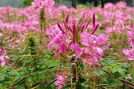 40个品种近30万株花卉！石家庄市植物园秋季赏花节开幕图片