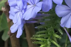爱拼才会赢图片