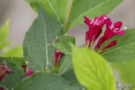 红王子锦带花：花冠胭脂红色，艳丽悦目，花朵密集图片