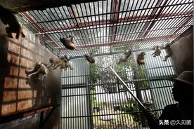 中国猴为何比芯片还重要？中国猴暂停出口，美国开始“道德绑架”图片