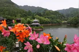 夏日雨中，济南红叶谷的百合花娇羞如少女，任性如青春图片