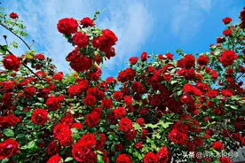 月季多久喷一次药？怎么才能彻底消灭病害永保健康？最全用药教程图片