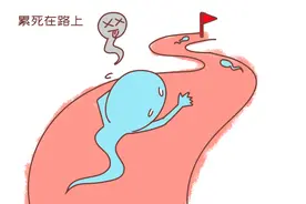 从男人体内出来的“小蝌蚪”，赛跑失败后去了哪？医生回答很有趣图片