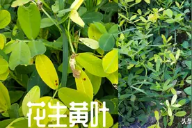 花生黄叶病如何防治，杀菌剂与多种微量元素复配，几天叶片就变绿图片