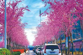 3月20日！“品鉴紫荆·畅享花城”汝州市第一届紫荆花旅游文化节盛大开幕！图片