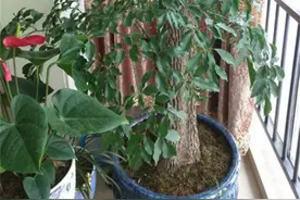 富贵树的养殖方法和注意事项，盆栽管理有7大技巧，适用范围广泛图片