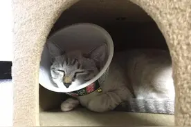 猫咪急救常识，这些常见的意外伤害必备的急救知识图片