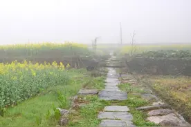 菜花变黄时，春日正好图片