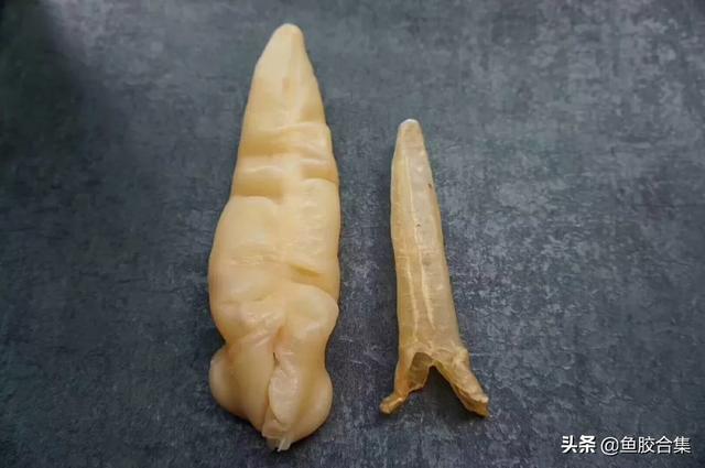 花胶泡发后发白 2026年花胶泡发后发白要警惕四种病