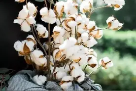 啊，当年辛酸的种棉花经历，你还能感受到吗？图片